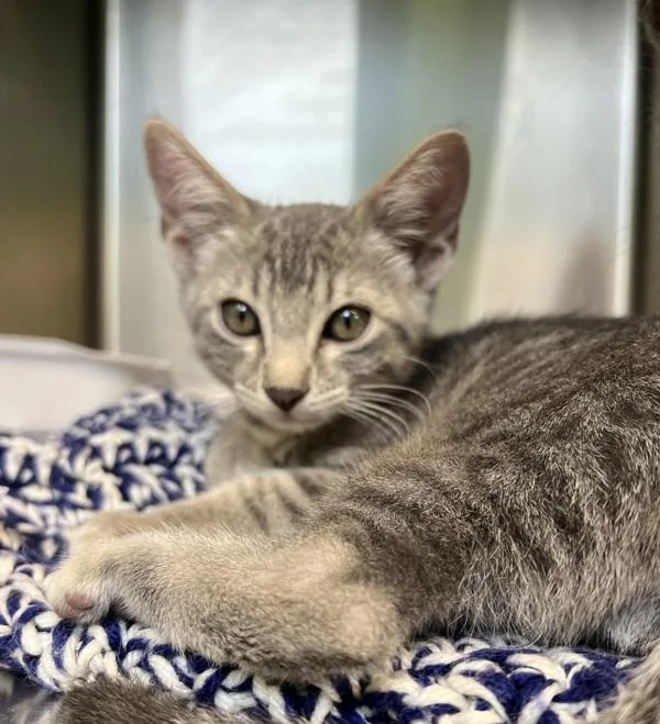 A baby medium-sized female Domestic Short Hair cat named Tortilla for adoption in Sioux City, IA