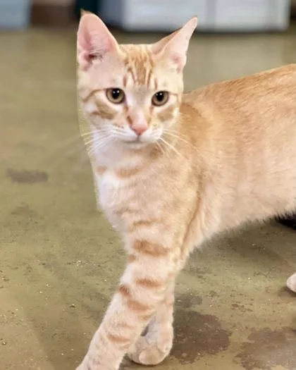A young medium-sized male Domestic Short Hair cat named Helios for adoption in River Ridge, LA