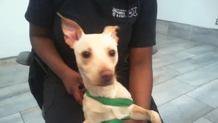 A young small-sized male Dachshund dog named Daniel for adoption in Charlotte, NC