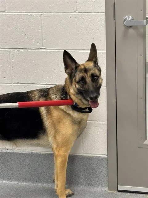 An adult large-sized female German Shepherd Dog dog named Madi Muffin for adoption in Indianapolis, IN