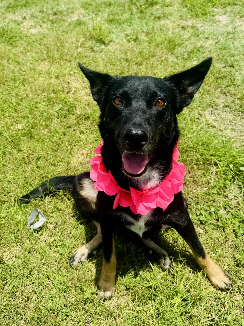 A young medium-sized female Black German Shepherd Dog dog named Princess for adoption in Cleveland, TX