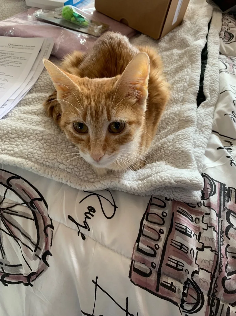 An adult small-sized female Orange & White Domestic Short Hair cat named Bailey for adoption in Palm City, FL