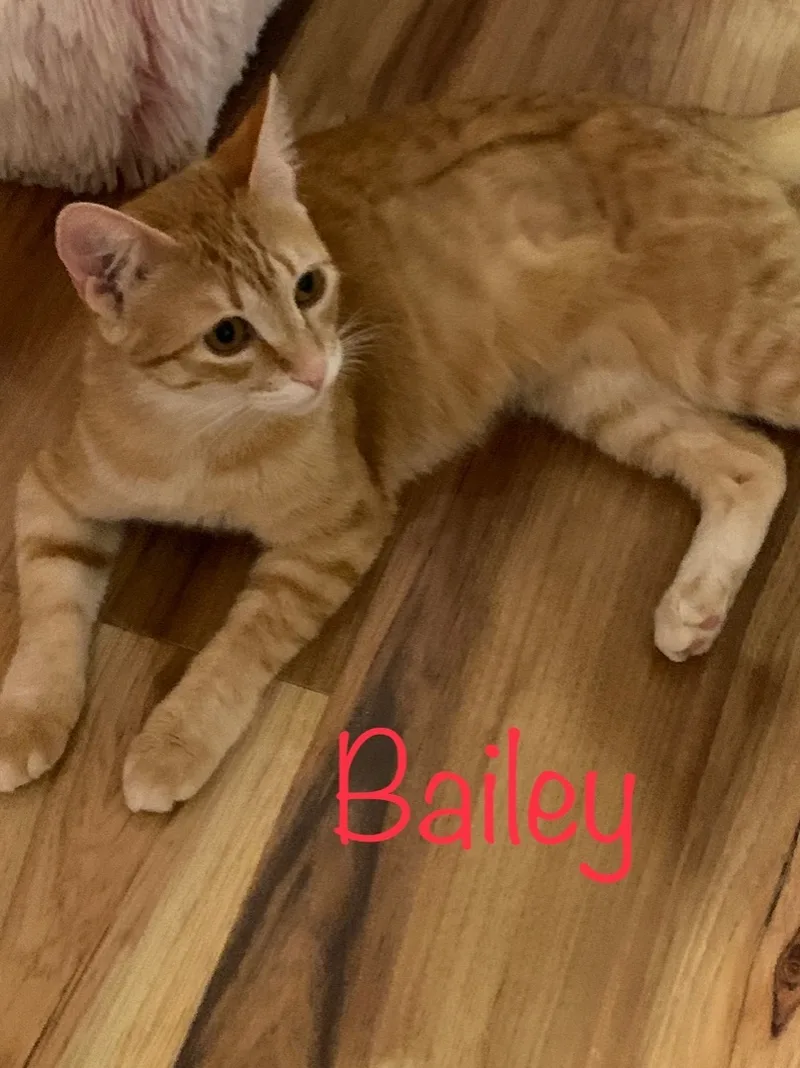 Bailey thumbnail 4