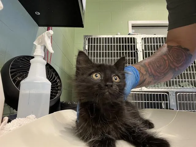 A baby small-sized female Domestic Medium Hair cat named Luna for adoption in Grand Prairie, TX