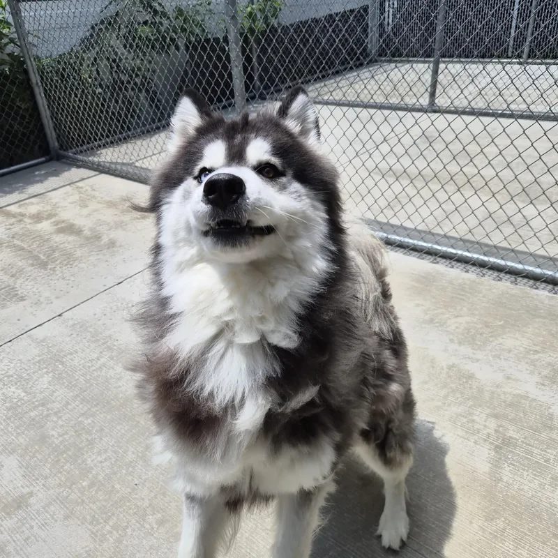 An adult medium-sized male Black Husky dog named Kobe for adoption in Cornelius, NC