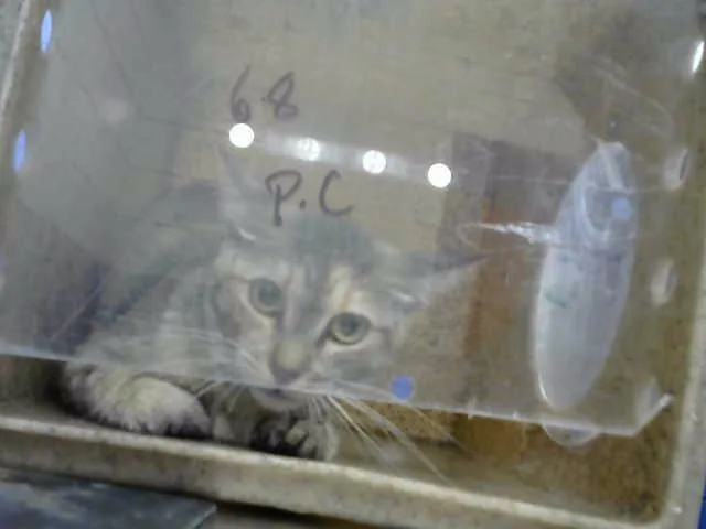 A young medium-sized female Domestic Short Hair cat named Ernesta for adoption in Albuquerque, NM