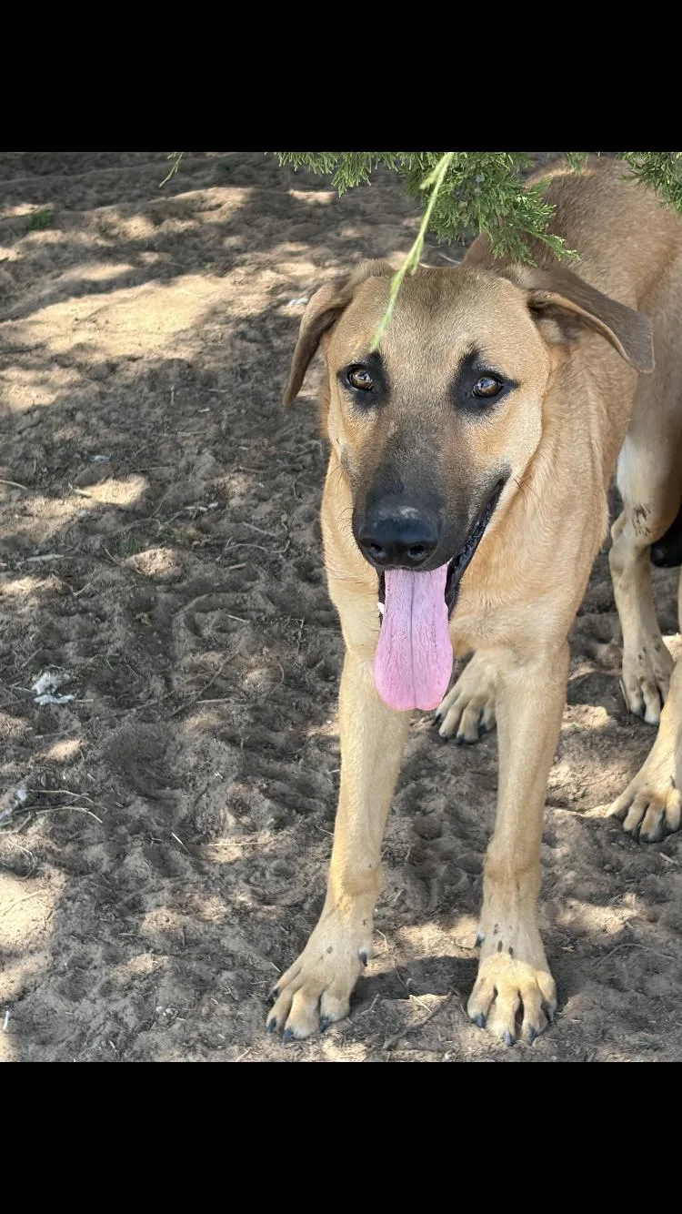 A young large-sized male German Shepherd Dog dog named Cider for adoption in Paradise, TX