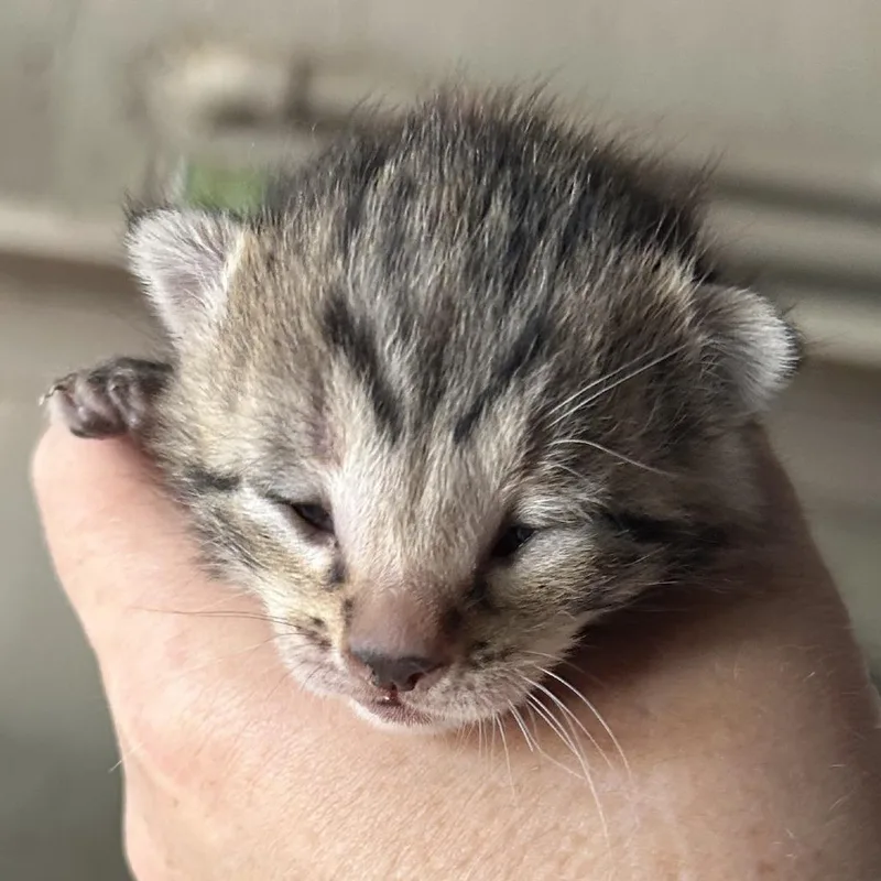 A baby small-sized female Brown / Chocolate Domestic Short Hair cat named Serena for adoption in Wickenburg, AZ
