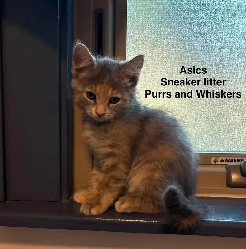 A baby medium-sized female Dilute Tortoiseshell Domestic Short Hair cat named Asics for adoption in New Hartford, NY