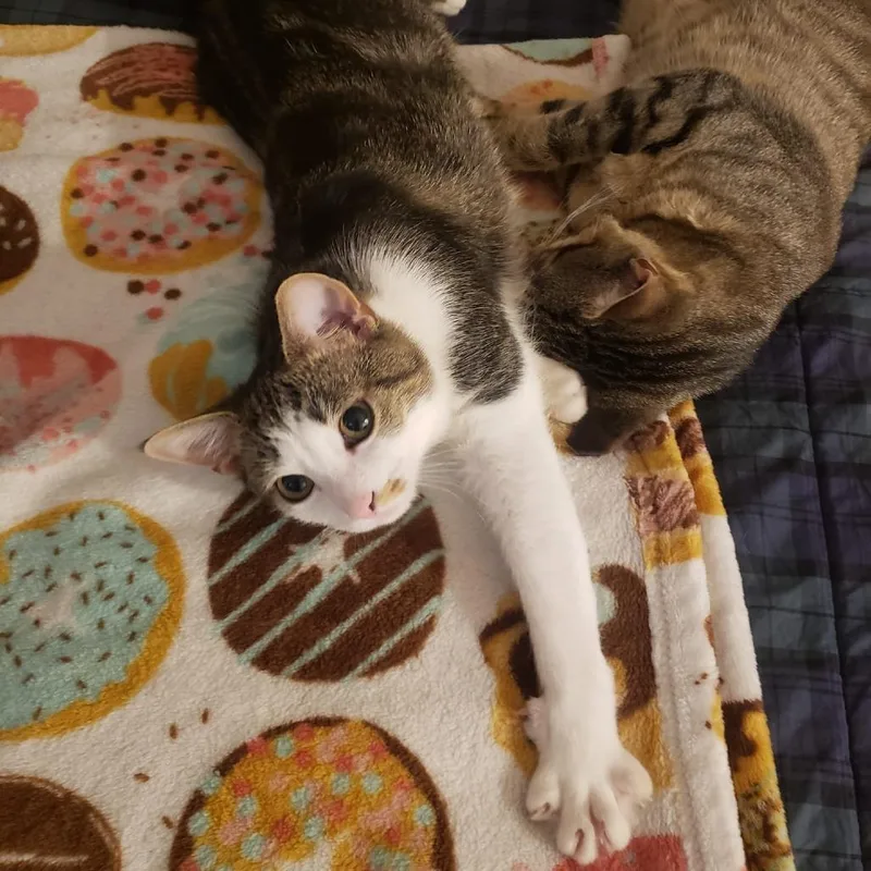 Harper Bonded Hayden