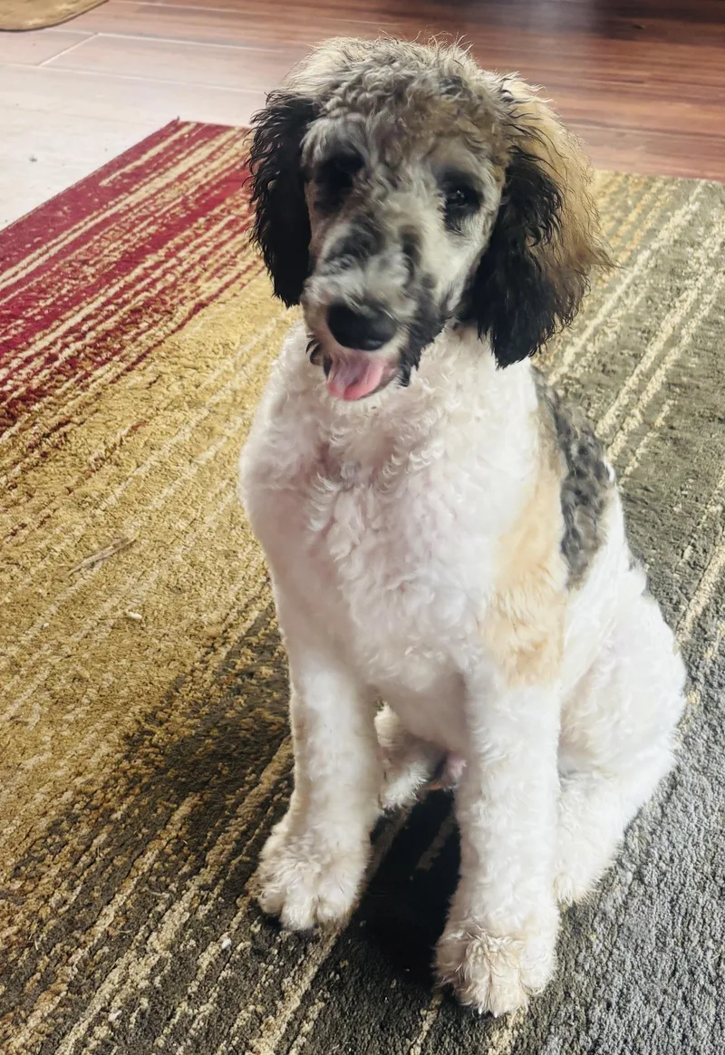 A young medium-sized male Standard Poodle dog named Skippy for adoption in Saint Augustine, FL