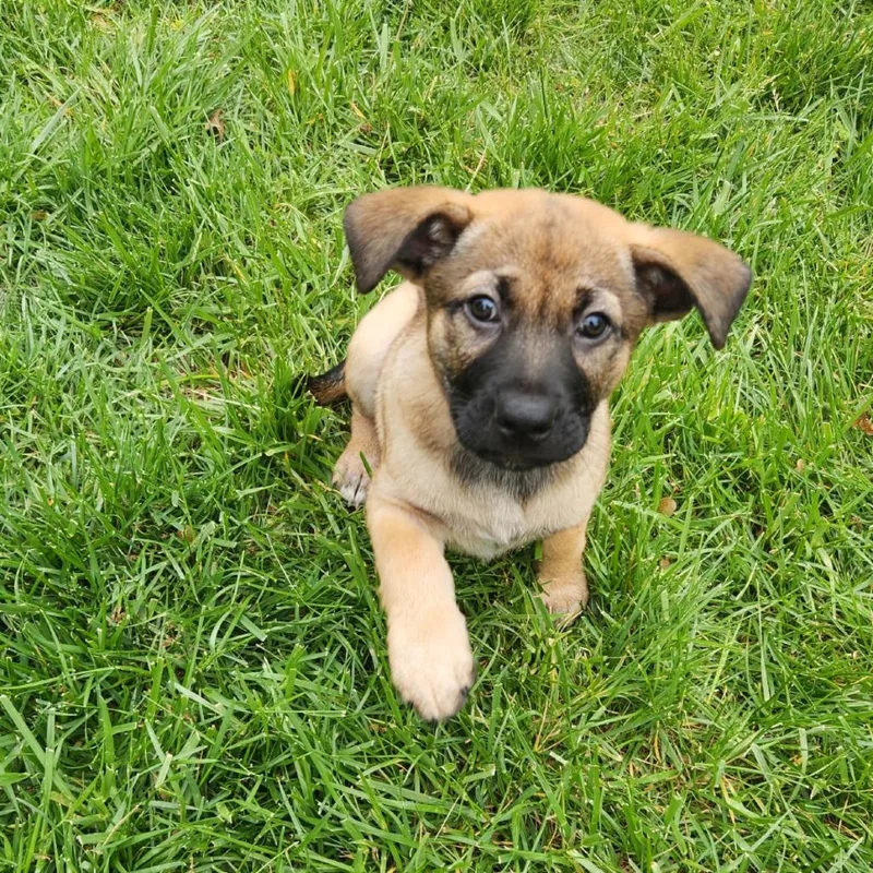 A baby small-sized male Brown / Chocolate Mixed Breed dog named Walter for adoption in Rockville, MD