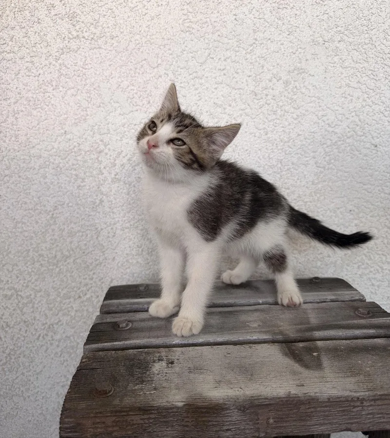 A young medium-sized male Domestic Short Hair cat named Aden for adoption in Riverside, CA
