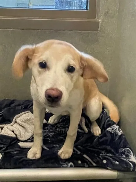 A young small-sized female Labrador Retriever dog named Jackie for adoption in Lees Summit, MO