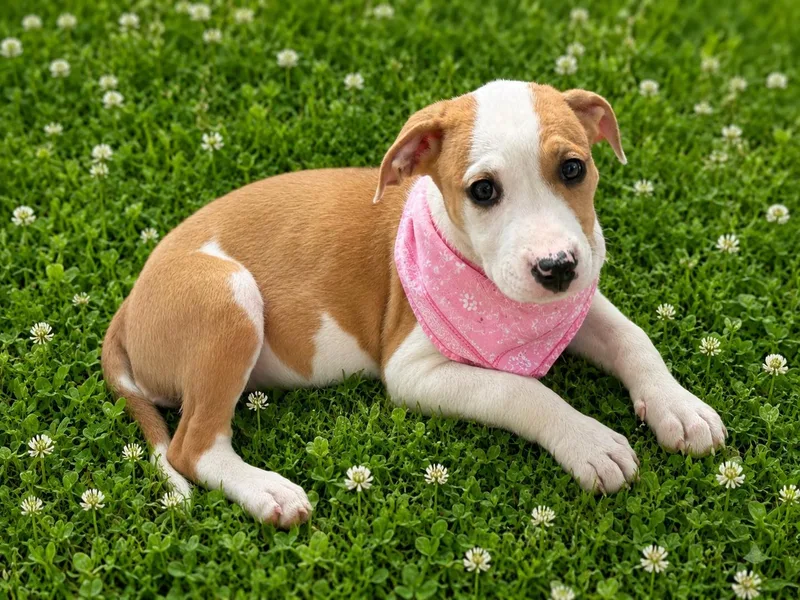 A baby medium-sized female Yellow / Tan / Blond / Fawn Labrador Retriever dog named Winnie for adoption in Houston, TX
