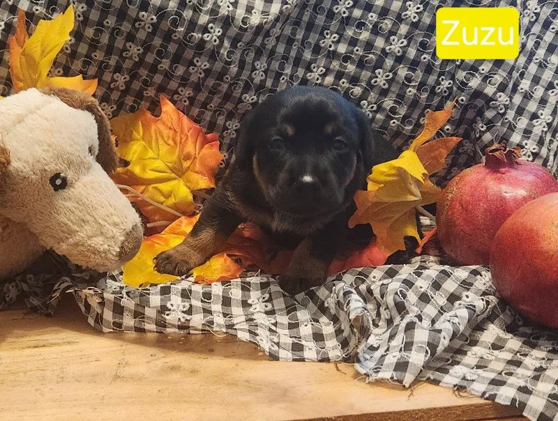 A baby small-sized female Dachshund dog named Puppy Zuzu for adoption in Los Angeles, CA
