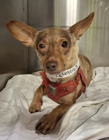 A young small-sized female Chihuahua dog named Darleen for adoption in Bakersfield, CA