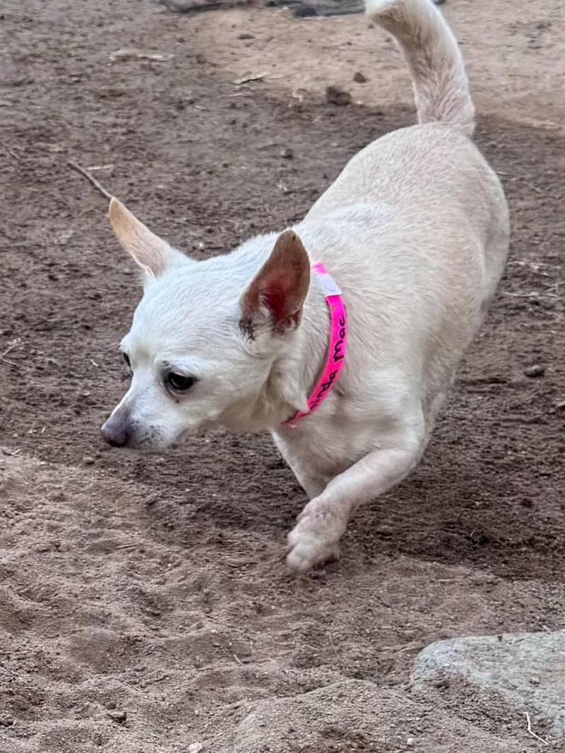 A senior small-sized female White / Cream Chihuahua dog named Linda Mae for adoption in Fresno, CA