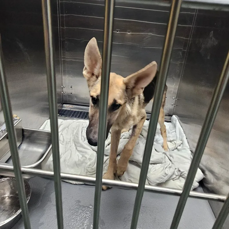A baby small-sized female Yellow / Tan / Blond / Fawn Mixed Breed dog named Dina for adoption in Memphis, TN