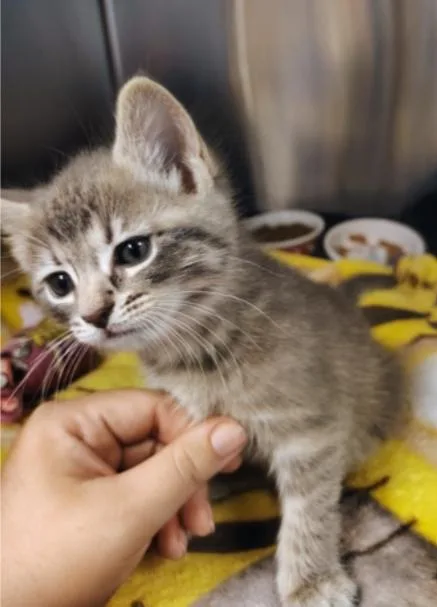 A baby medium-sized female Gray & White Domestic Short Hair cat named Venus for adoption in Reisterstown, MD