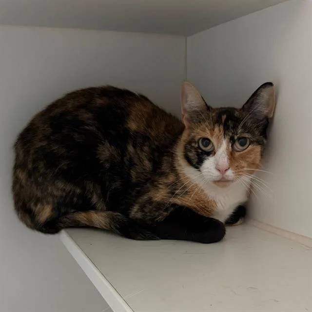 A young small-sized female Domestic Short Hair cat named Ariana Madix for adoption in Centerville, MA