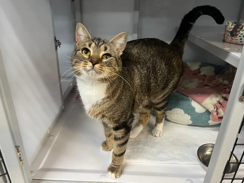 A young medium-sized female Domestic Short Hair cat named Basil Gimlet for adoption in Raleigh, NC