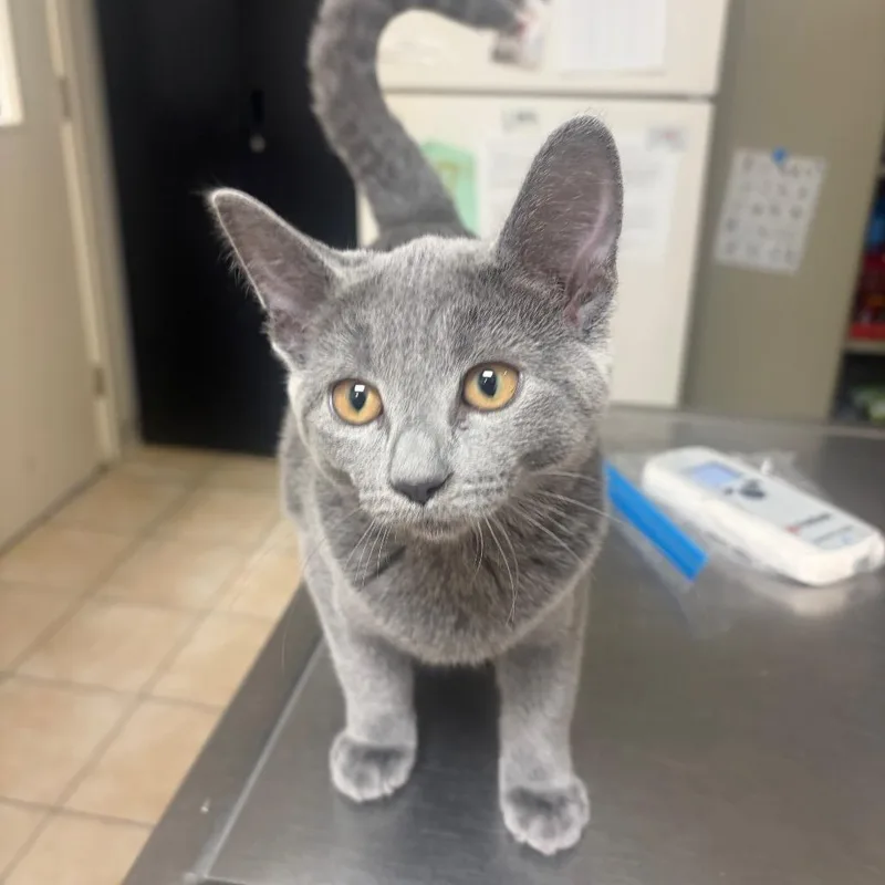 A baby small-sized female Gray / Blue / Silver Domestic Short Hair cat named Mrs. Howell for adoption in Pekin, IL