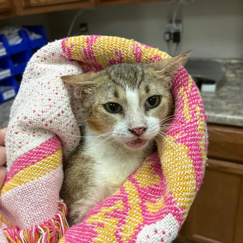 An adult medium-sized female Domestic Short Hair cat named Sawyer  U for adoption in Tupelo, MS
