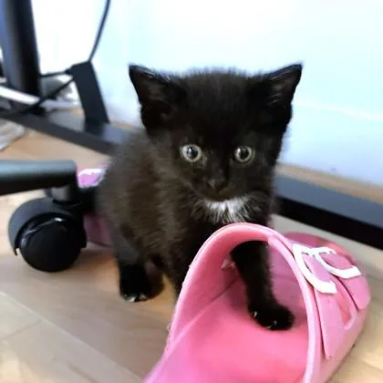 A baby small-sized female Domestic Short Hair cat named Nala for adoption in Washington, DC