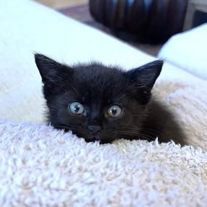 Nala thumbnail 2