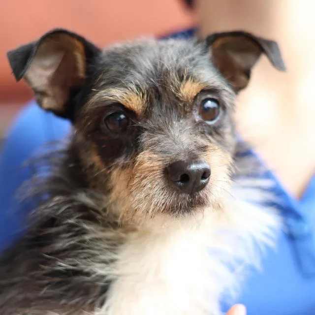 An adult small-sized male Chihuahua dog named Marvin for adoption in San Antonio, TX
