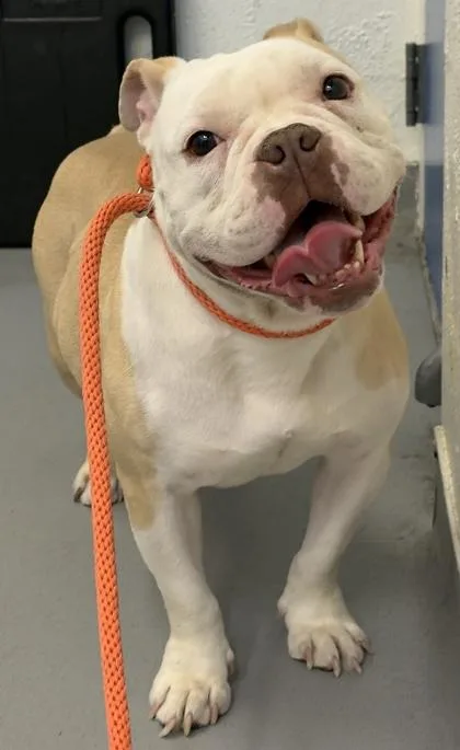 An adult medium-sized female American Bulldog dog named Droolianna for adoption in Seattle, WA