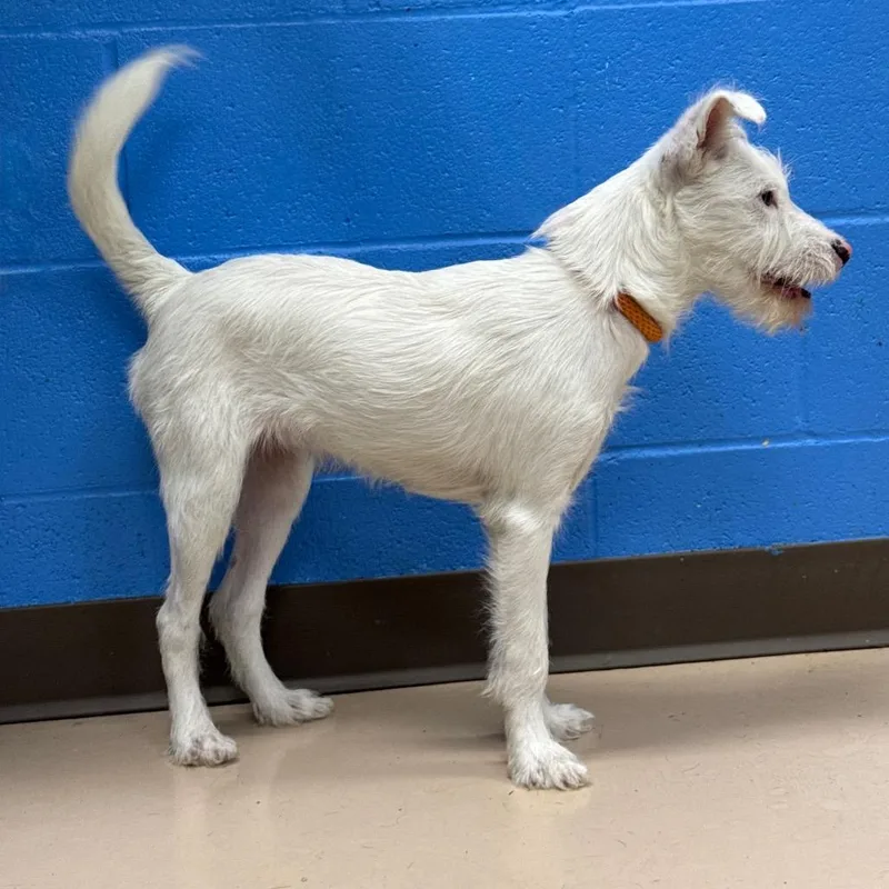 A baby small-sized female White / Cream Mixed Breed dog named Nessie for adoption in Pine Bluff, AR