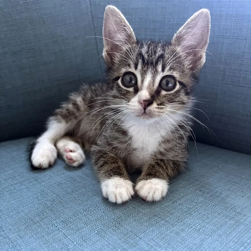 A baby small-sized male Brown / Chocolate Domestic Short Hair cat named Jaw Harp for adoption in Austin, TX