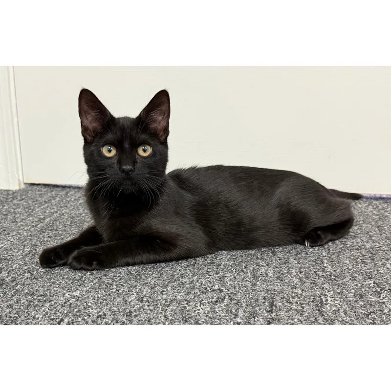 A baby medium-sized male Black Domestic Short Hair cat named Ricky for adoption in Morgan Hill, CA