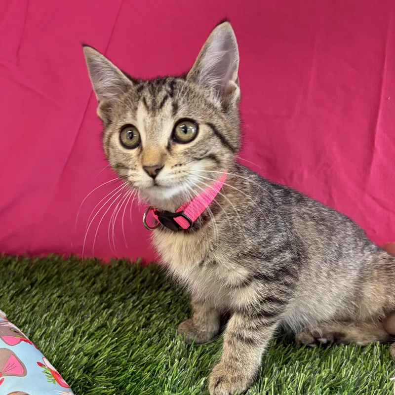 A baby medium-sized female Torbie Domestic Short Hair cat named Dolly for adoption in Bardstown, KY