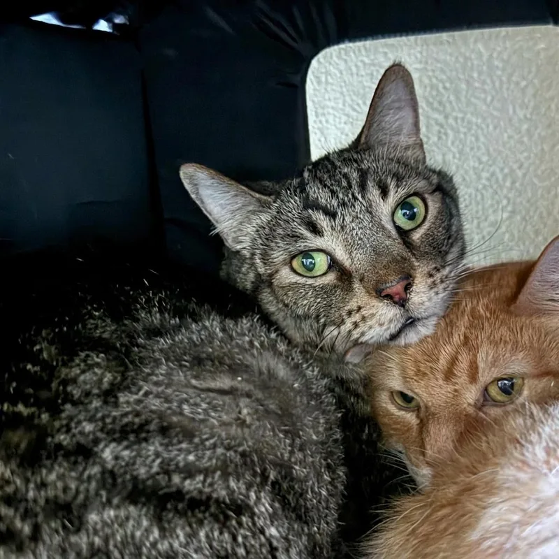 A senior medium-sized male Tabby (Gray / Blue / Silver) Domestic Short Hair cat named Lance for adoption in Ridgway, CO