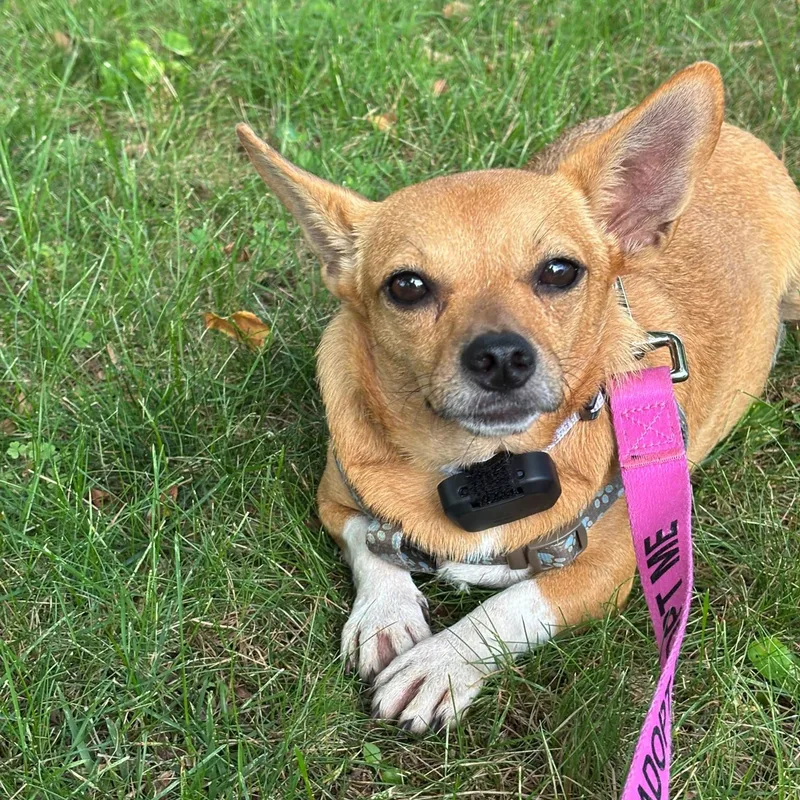 A young small-sized female Golden Chihuahua dog named Vana for adoption in Baldwin, MD