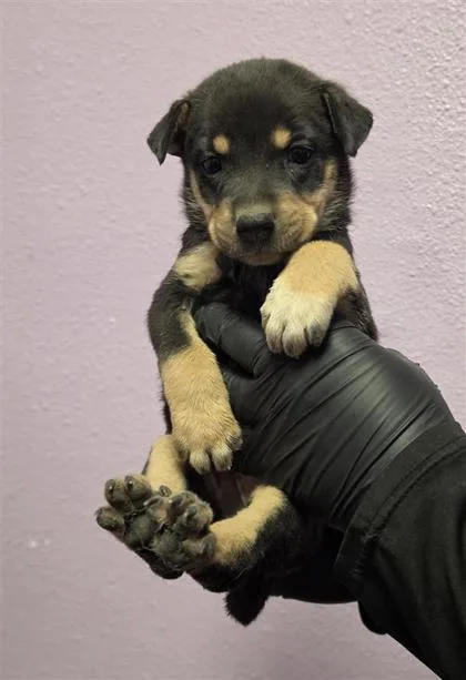 A baby small-sized female Black Shepherd dog named 61621445 for adoption in El Paso, TX