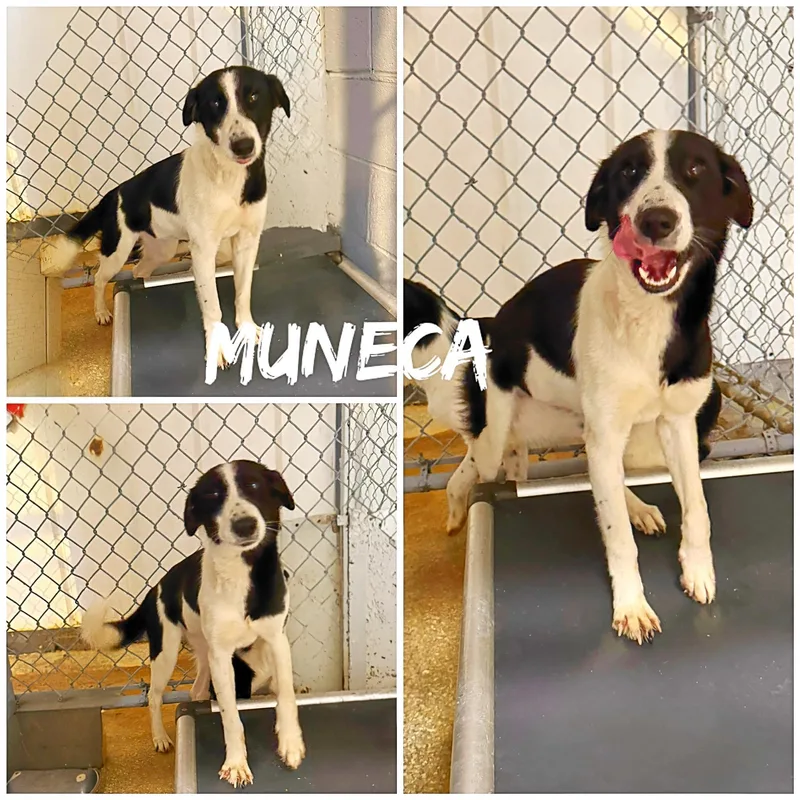 A young medium-sized female Black Terrier dog named Muneca for adoption in Saint James, MO