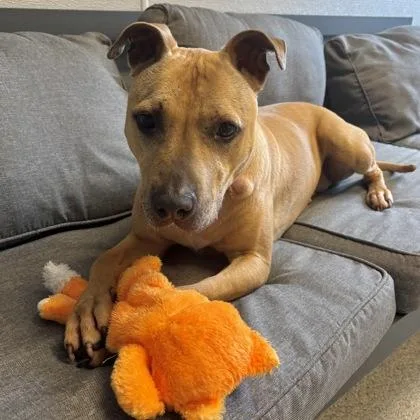 An adult medium-sized female Yellow / Tan / Blond / Fawn Mixed Breed dog named Chi Lynn for adoption in Lansing, MI