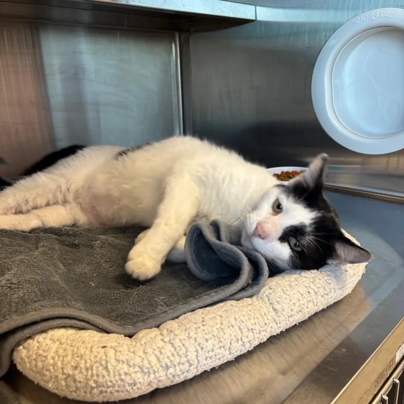 An adult large-sized male Black Domestic Medium Hair cat named Spunky for adoption in Madisonville, TN