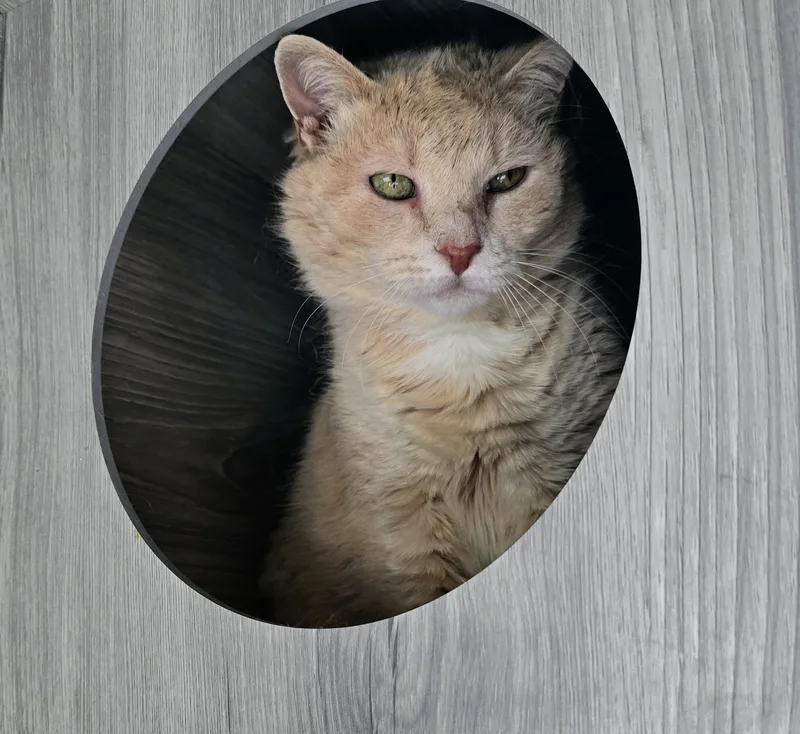 An adult large-sized female Buff / Tan / Fawn Domestic Short Hair cat named Mercy for adoption in Amityville, NY