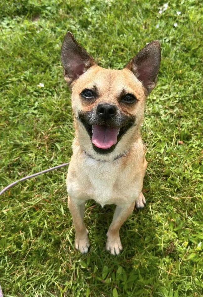 A young small-sized male Chihuahua dog named Chico Meeko for adoption in Osteen, FL