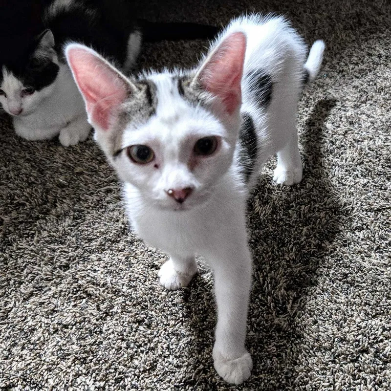 A baby medium-sized male White Domestic Short Hair cat named Aspen for adoption in Wilsonville, OR