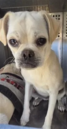 A young small-sized female Pug dog named Rice Pudding for adoption in Phoenix, AZ