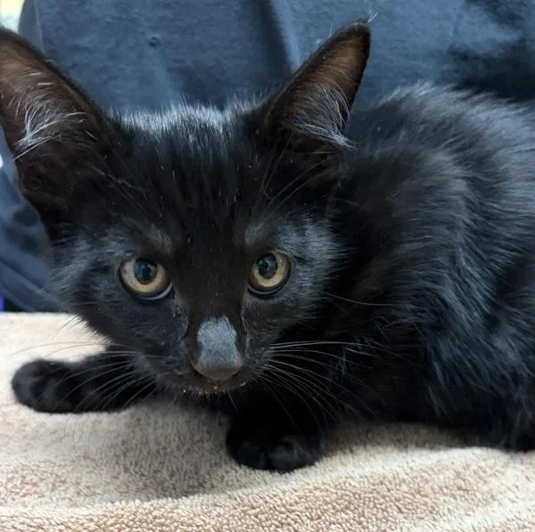 A baby small-sized female Domestic Short Hair cat named Tabloid for adoption in Escondido, CA