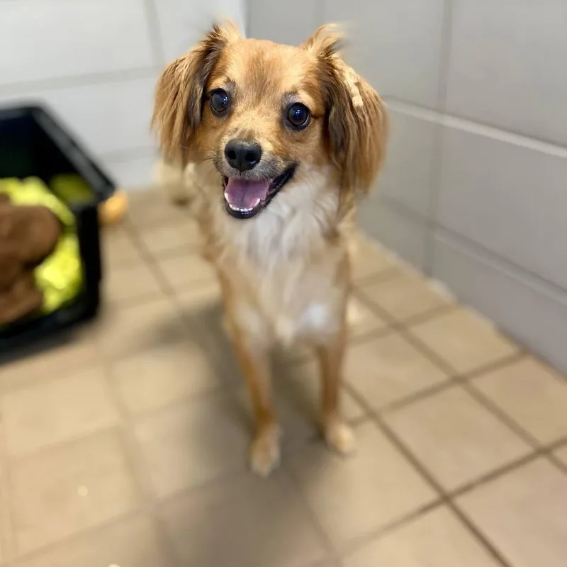An adult small-sized male Yellow / Tan / Blond / Fawn Mixed Breed dog named Iago for adoption in New York, NY