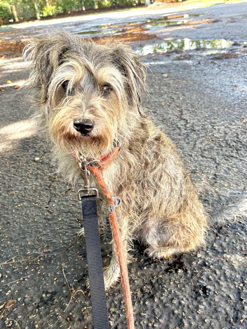 An adult small-sized male Terrier dog named Martin for adoption in Margate, FL