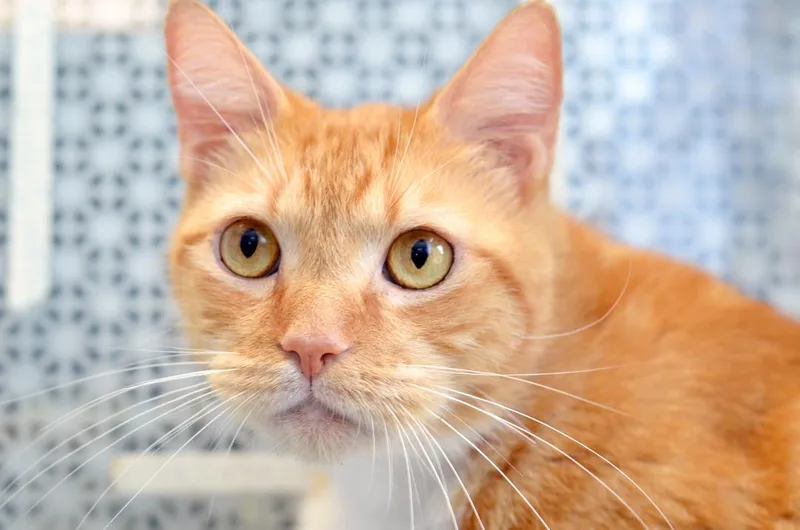 An adult large-sized female Orange & White Domestic Short Hair cat named Silver for adoption in Sanford, FL